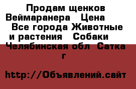 Продам щенков Веймаранера › Цена ­ 30 - Все города Животные и растения » Собаки   . Челябинская обл.,Сатка г.